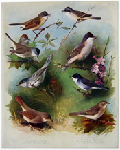 British Birds by Archibald Thorburn (1918)